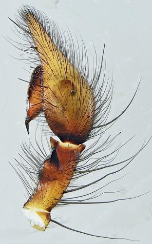 Eratigena saeva